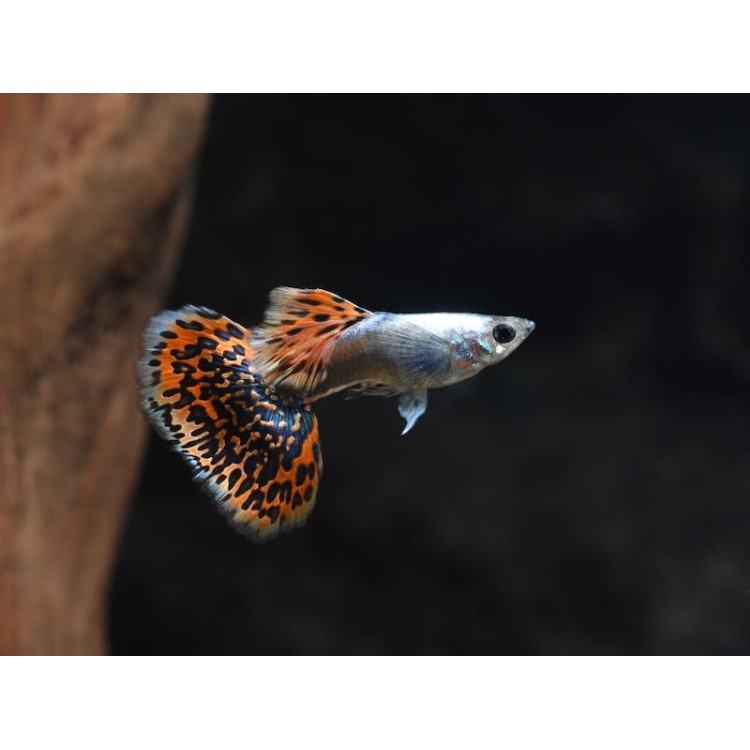 Guppy ret. platinum elephant ears - imagine 3